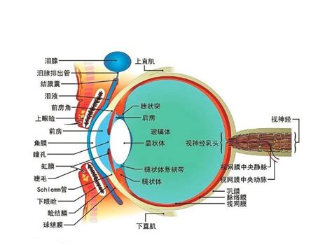 眼睛部位圖|人眼